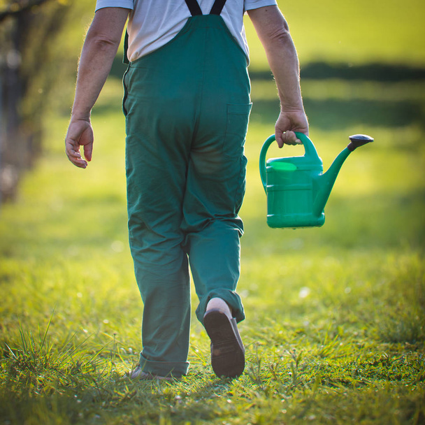 watering orchard/garden - portrait of a senior man gardening in his garden (color toned image) - Fotó, kép