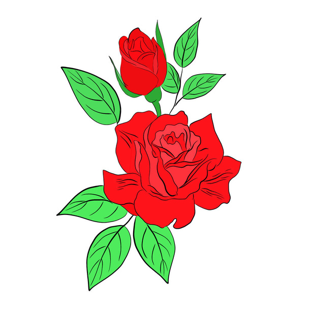 red rose on a white background - Photo, image