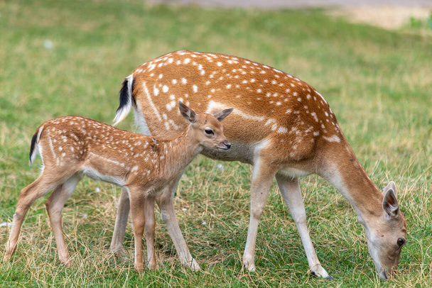 Mother roe and baby deer on the grass - Foto, Bild