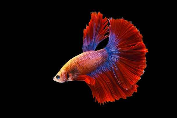 Red and blue tail  betta fish, Siamese fighting fish, betta splendens (Halfmoon betta, Pla-kad (biting fish) isolated on black background. File contains a clipping path - Foto, imagen