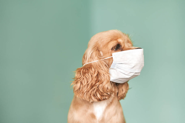 Hond met medisch masker. - Foto, afbeelding