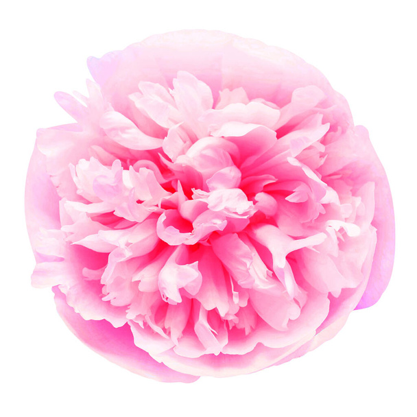 Peonia testa di fiore rosa isolato su sfondo bianco. Patt floreale
 - Foto, immagini