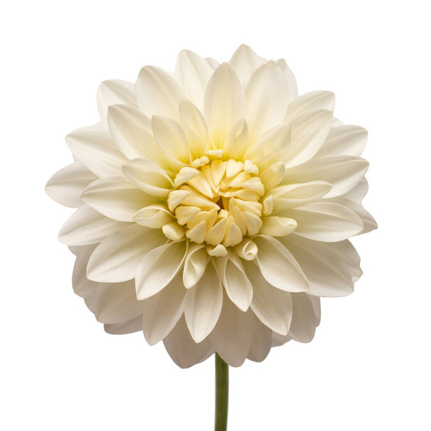 Белая голова цветка георгины изолирована на белом фоне. Весна
 - Фото, изображение