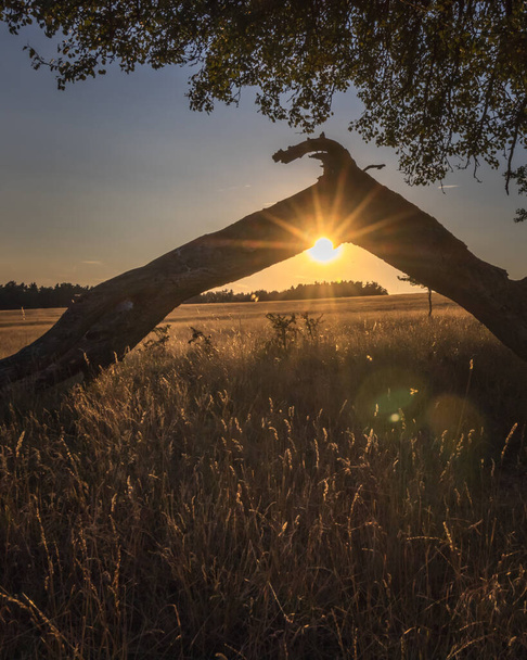 Чудовий захід сонця над кукурудзяним полем
 - Фото, зображення