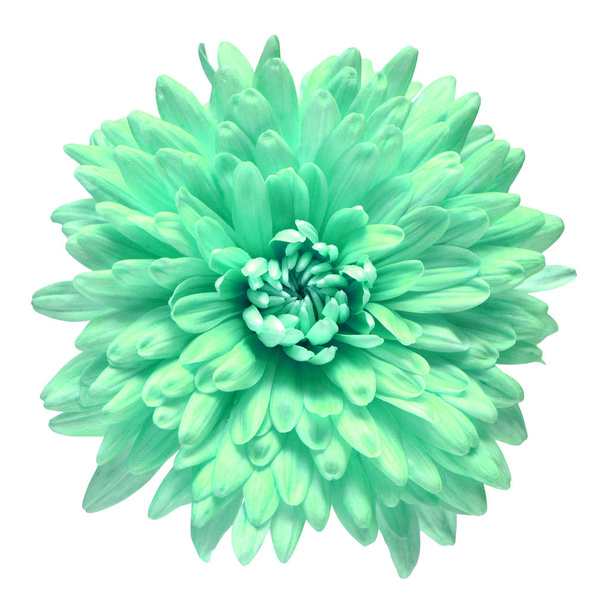 白を基調としたターコイズ菊の花。フロー - 写真・画像