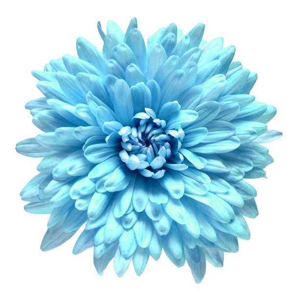 Блакитна квітка хризантеми ізольована на білому тлі. Квітковий р
 - Фото, зображення