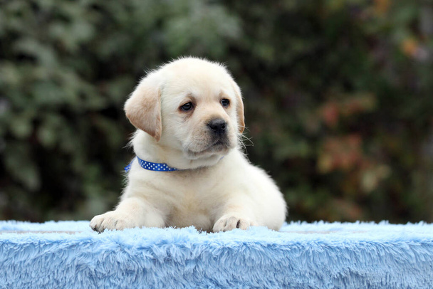 mavi bir arka plan üzerinde Labrador köpek yavrusu - Fotoğraf, Görsel