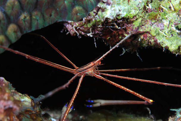 Yellowline arrow crab - Photo, Image