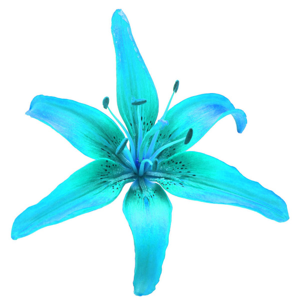 Hermosa flor de lirio azul aislada sobre fondo blanco. Verano
. - Foto, Imagen