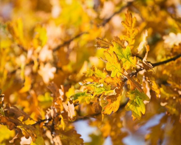 Gold autumn colors of oak leaves - Foto, Imagen