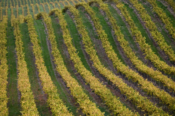 Vineyard in Santa Maria California - Valokuva, kuva
