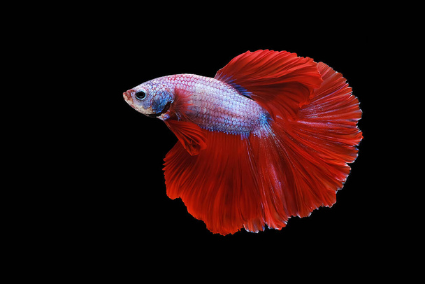 Red and white betta fish, Siamese fighting fish, betta splendens (Halfmoon betta, Pla-kad (biting fish) isolated on black background. File contains a clipping path. - Fotoğraf, Görsel