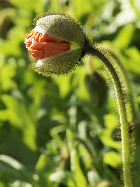 rising bud,flower,close a plant - Foto, Imagen