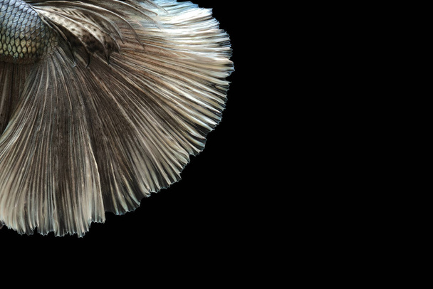 Texture di coda siamese combattenti pesci, Betta splendens isolata su fondo nero. - Foto, immagini
