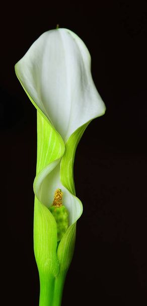 beautiful botanical shot, natural wallpaper - Foto, Imagem