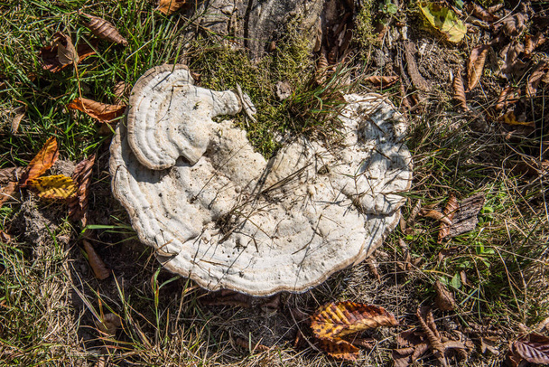 Armer Baumpilz auf totem Holz - Foto, Bild