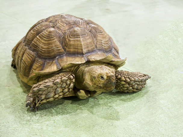 Turtle Shell stock image. Image of white, animal, nature - 1752637
