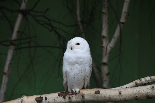 snow owl in closeup - Zdjęcie, obraz