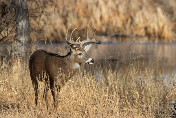 a whitetail deer buck in Colorado during the fall rut - Photo, Image