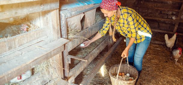 Wide shot of famer woman in the henhouse collecting eggs - Foto, Bild