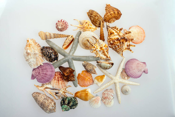 A lot of different shells on a white background. Seashells collected on vacation. Everyone loves to collect shells. Sea treasure. - Fotografie, Obrázek