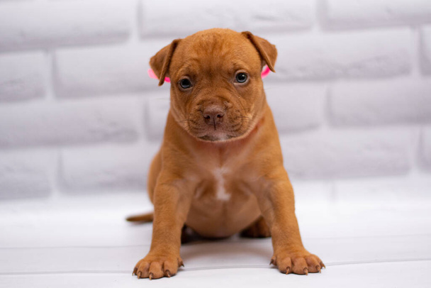 personal de aseo perro Staffordshire Terrier boxeador lucha
 - Foto, imagen