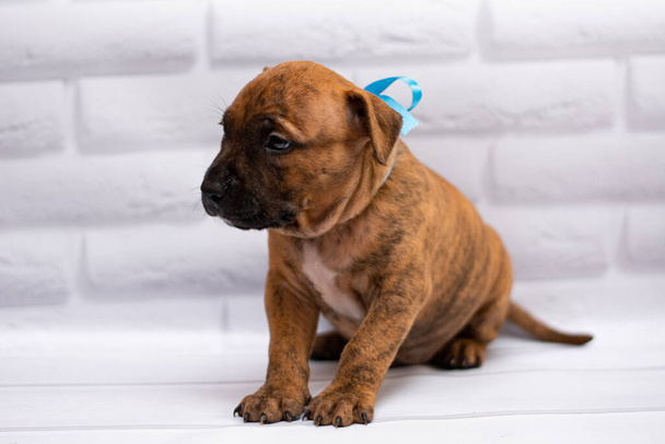 personal de aseo; Staffordshire Terrier; boxeador; lucha
 - Foto, imagen