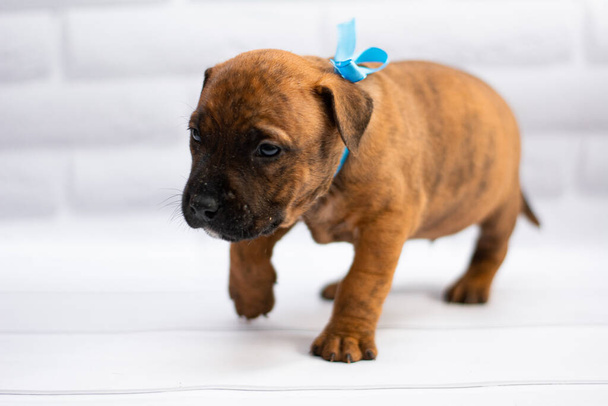 personal de aseo; Staffordshire Terrier; boxeador; lucha
 - Foto, imagen