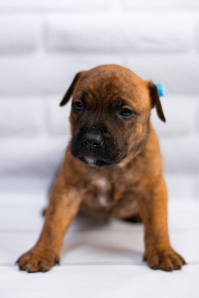 personale di toelettatura; Staffordshire Terrier; pugile; combattimento
 - Foto, immagini