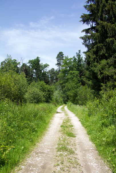 gravel road with shrubbery on a sunny day in spring - Fotoğraf, Görsel