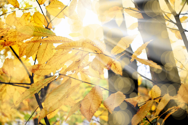 herfst bladeren, herfst seizoen gebladerte - Foto, afbeelding