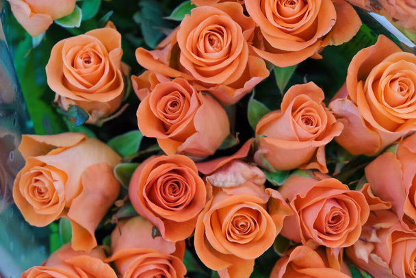 Fond de rose atomique couleur mandarine en Ukraine
. - Photo, image