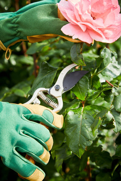 Gardener picking a pink rose on the bush in spring sunshine using secateurs in a closeup view of the hands - Foto, Bild