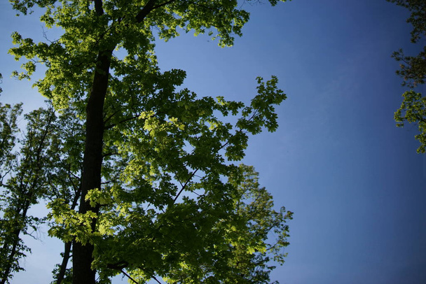 Green crones of trees against the blue sky - Fotografie, Obrázek