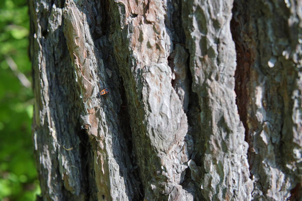 The bark of a large tree closeup - Photo, image