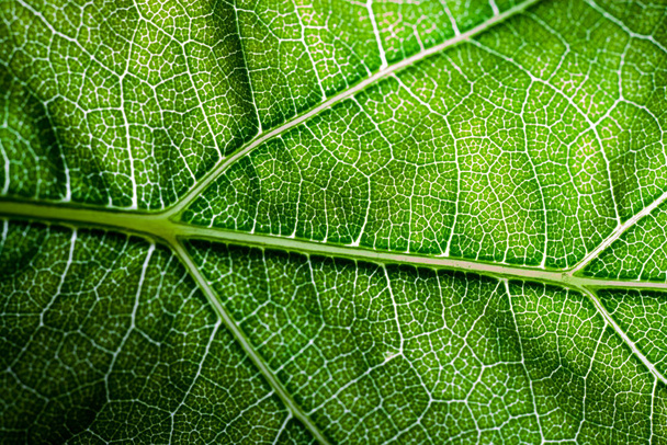 A super macro image showing detail on a plant leaf - Foto, imagen