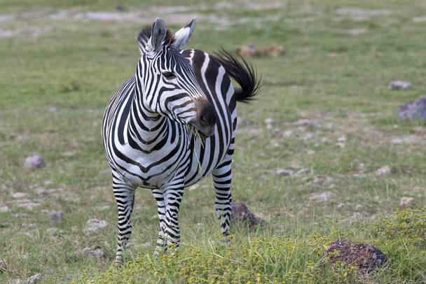 steppe zebra (equus quagga) or horse kra,amboseli national park,kenya,east africa - Fotoğraf, Görsel