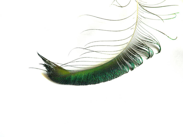 Peacock veer geïsoleerd op witte achtergrond - Foto, afbeelding