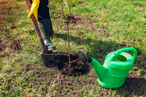 Jardinero plantando árbol en el jardín de primavera con pala. Agricultor trabajando al aire libre. Medio ambiente y ecosistema
 - Foto, Imagen