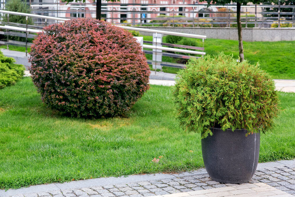 granite pot with an evergreen bush on a pedestrian sidewalk made of stone tiles in a park with a green landscape, greenery background theme, nobody. - Photo, Image