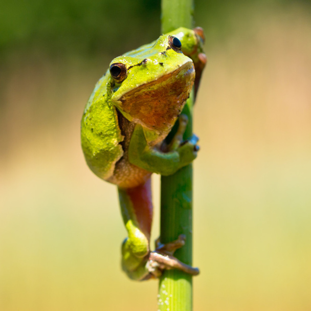 Wild Treefrog - Photo, Image