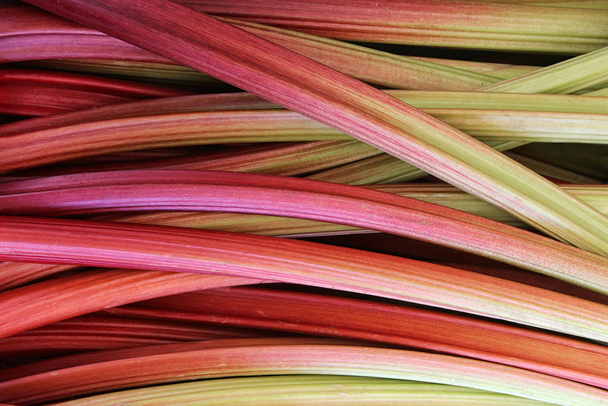 poles of rhubarb rheum rhabarbarum - Photo, Image