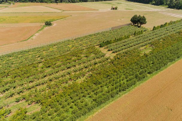 orchards in the landscape - Foto, imagen