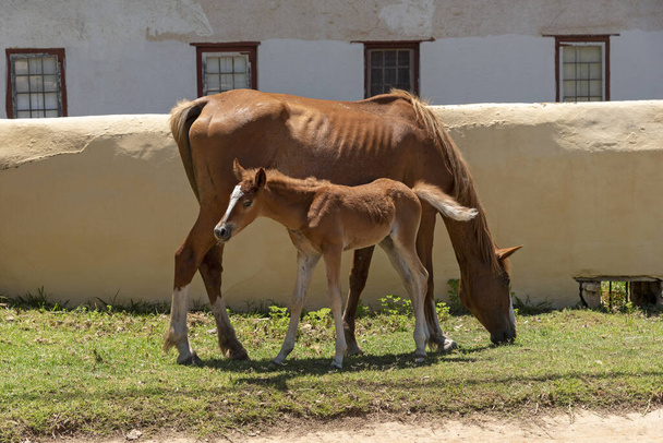 Genadenal, Western Cape, Sudafrica. Dic 2019. Pony e puledro al pascolo sul bordo della strada erbosa
. - Foto, immagini