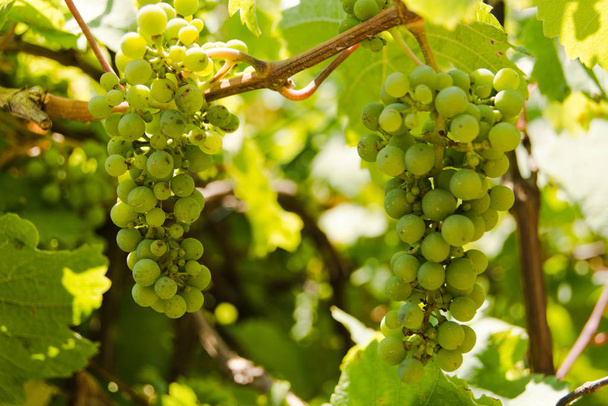 winnica winogronowa na plantacji wiejskiej - Zdjęcie, obraz