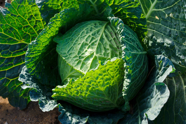 Cabbage with its green leaves full of veins - Photo, Image