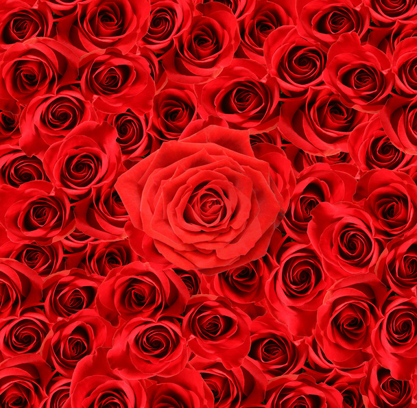 Vista de grandes rosas rojas
 - Foto, Imagen