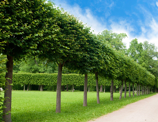 yeşil ağaçlar sokak park'ın kare şeklinde kesilmiş - Fotoğraf, Görsel