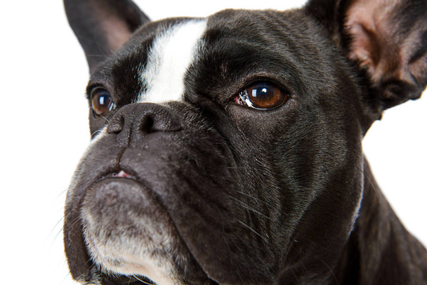 black and white french bulldog in front of bright background - Foto, Imagen