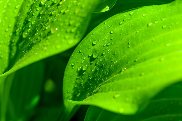 background of the water drops on a green leaf - Fotó, kép